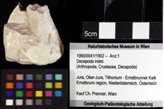 Foto (Objket + Etiketten) von Goniodromites bidentatus (Reuss, 1858) 